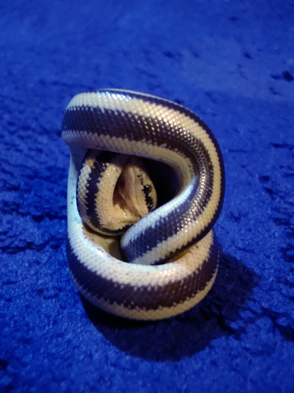 Guaymas rosy boa cone