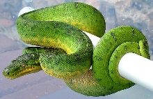 3' Anaconda Phase