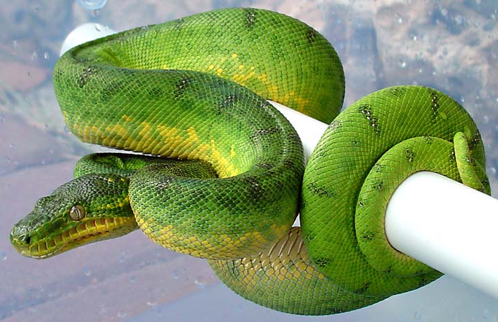 3' Anaconda Phase