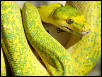 Lemon Tree Male