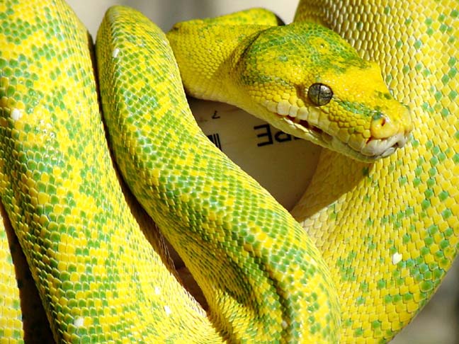 Lemon Tree Male