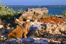 cyclura rileyi