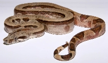 Reverse striped hypo Panamian Boa