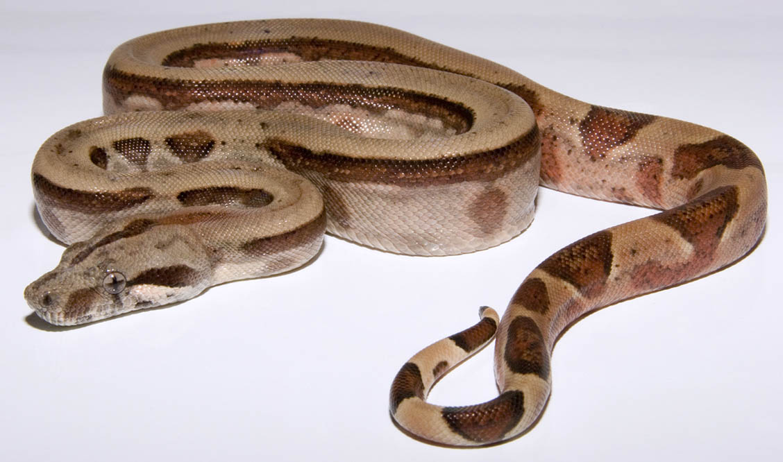Reverse striped hypo Panamian Boa