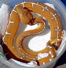 Female #2 Born Sept. 10, 2002