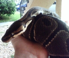 possible black pastel?