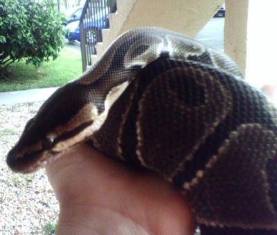 possible black pastel?