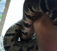possible black pastel