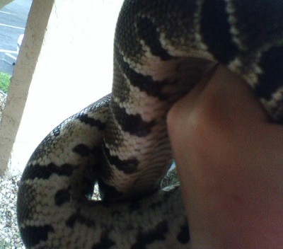 possible black pastel