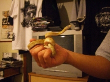 Suboc In Hand (2)