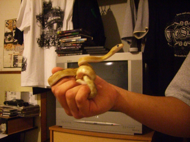 Suboc In Hand (2)