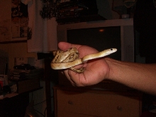 Suboc In Hand (1)