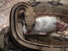 Female Suboc Feeding