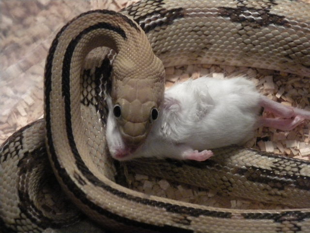Female Suboc Feeding