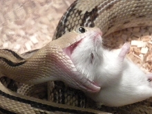 Female Suboc Feeding (2)