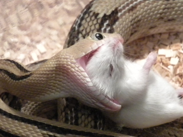 Female Suboc Feeding (2)