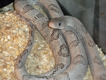 My Axanthic Blonde Maya