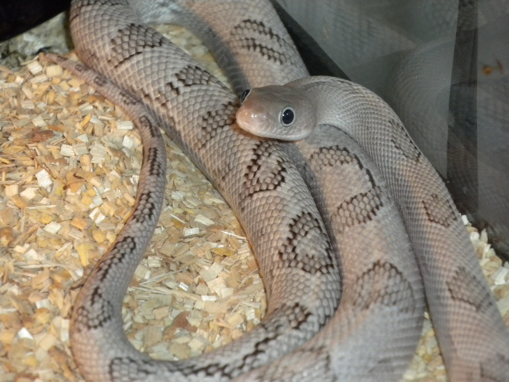 My Axanthic Blonde Maya