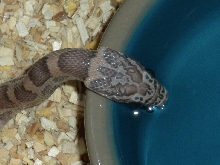 Sunkissed Lavender Cornsnake