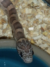 Sunkissed Lavender Cornsnake