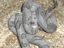 Axanthic Constricting