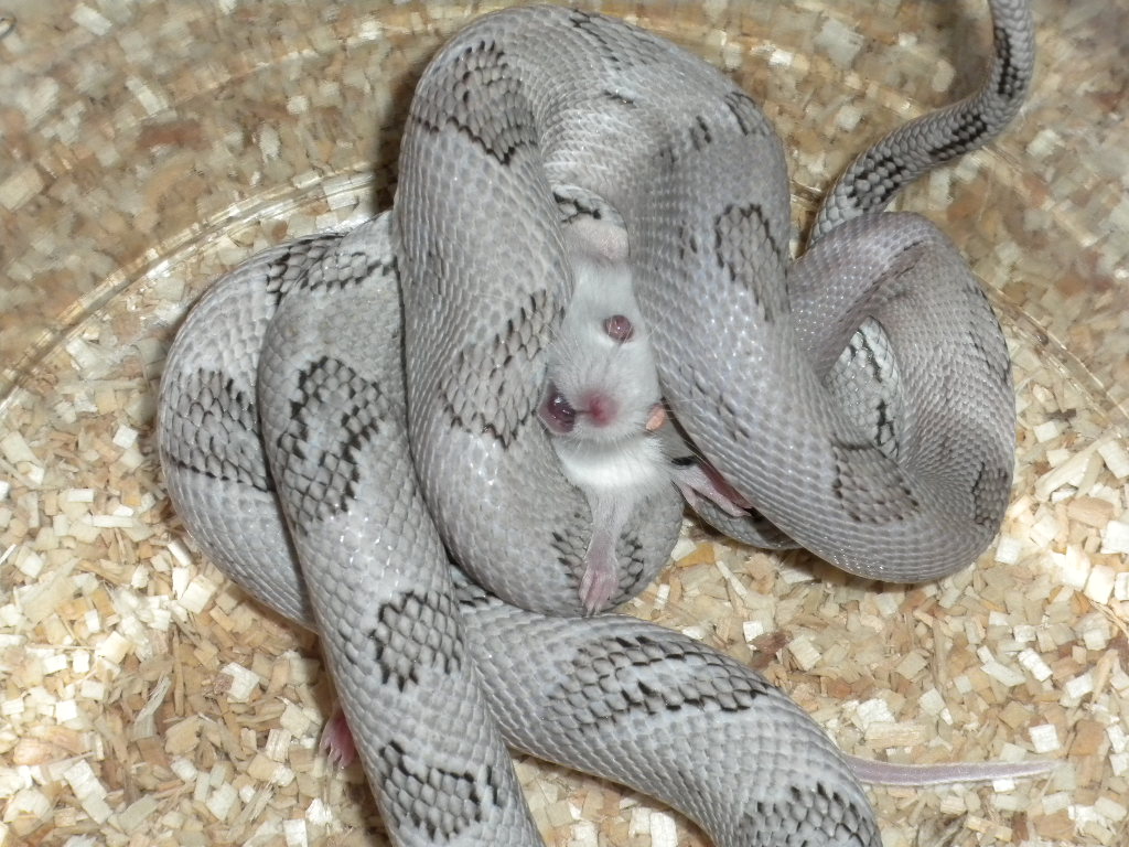 Axanthic Constricting