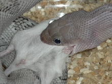Axanthic Feeding