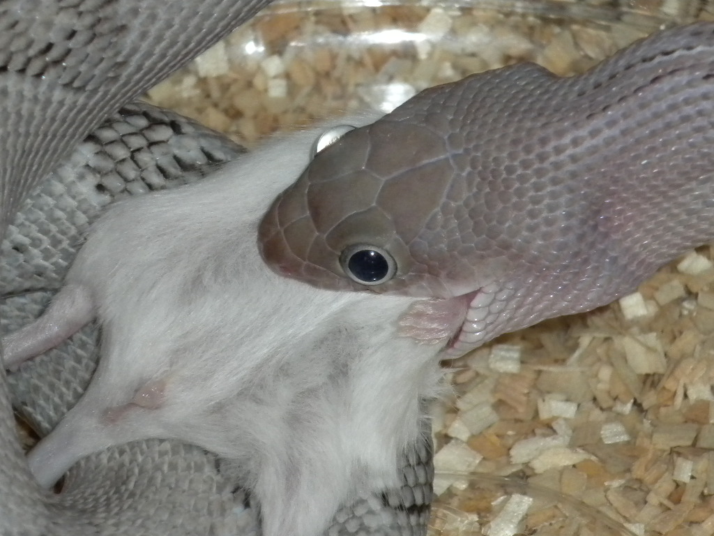 Axanthic Feeding