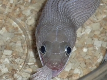 Axanthic Finishing Feeding