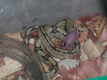 Suboc Feeding!