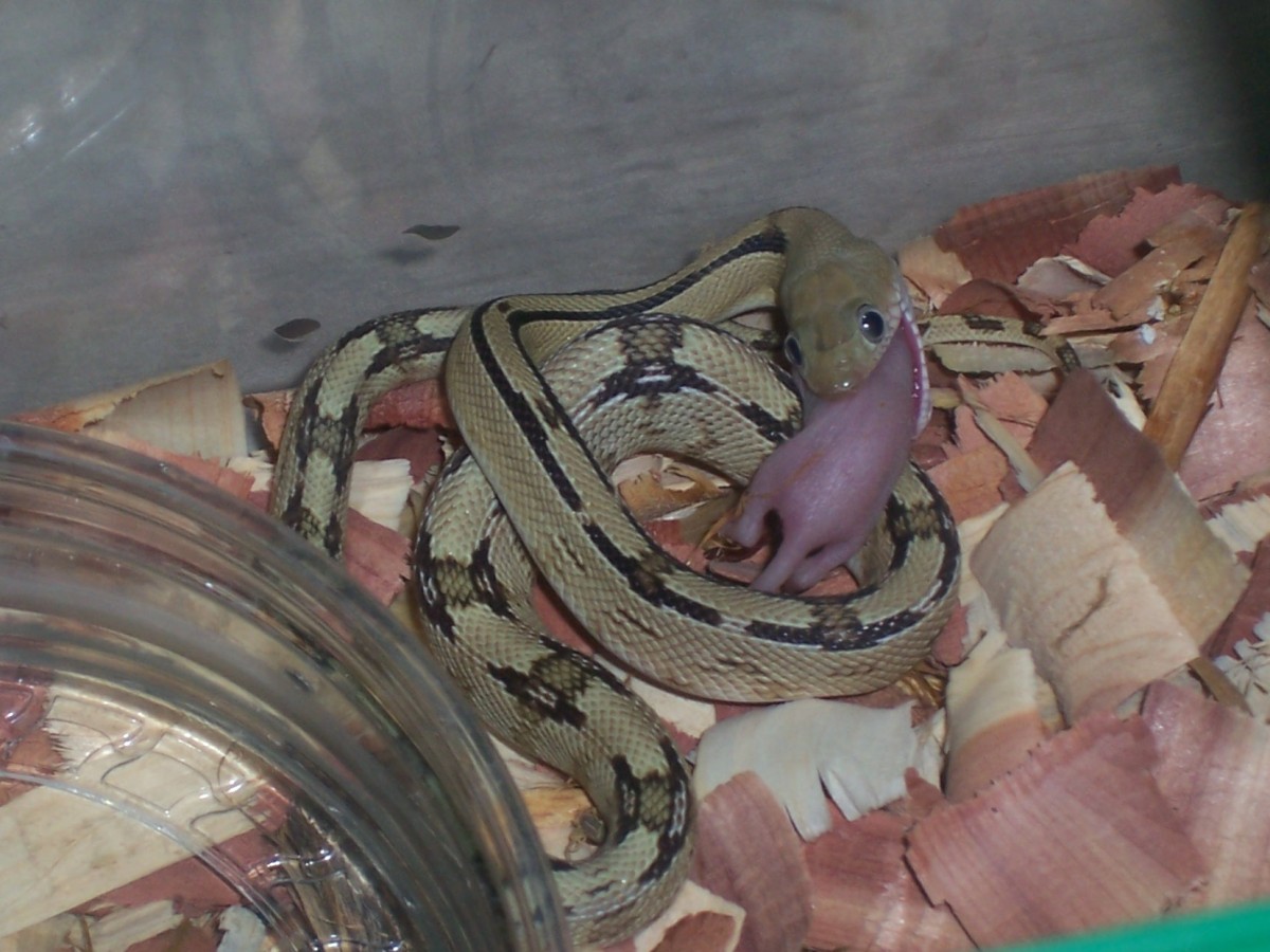 Suboc Feeding!