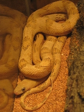Blonde Suboc