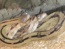 My Other Male And Female Subocs