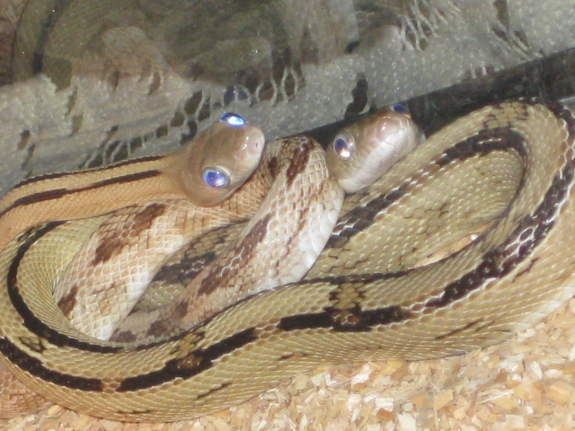My Other Male And Female Subocs