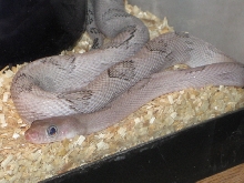 Maya My Axanthic Blonde