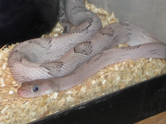 Maya My Axanthic Blonde
