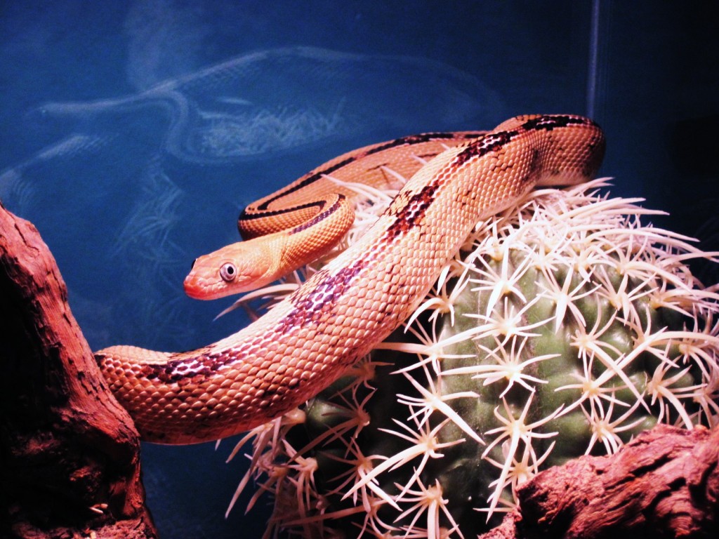 Female Suboc (Hera)