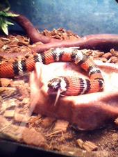 Baby black milk eating