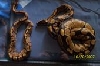 Sam and Cleo- two of my ball pythons