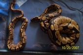 Sam and Cleo- two of my ball pythons