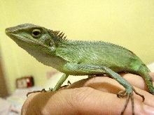 Calotes calotes