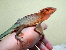 Calotes calotes-2