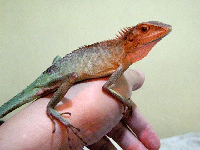 Calotes calotes-2