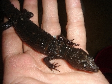 Crocodile skink-1
