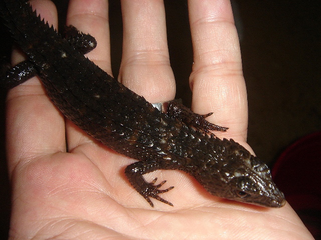 Crocodile skink-1