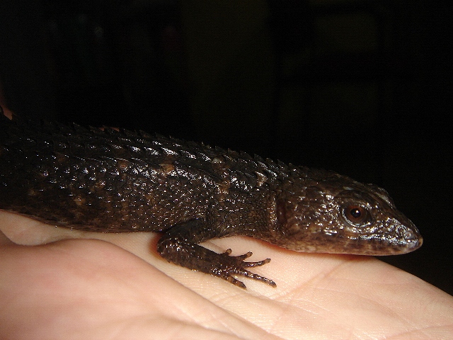 Crocodile skink-2