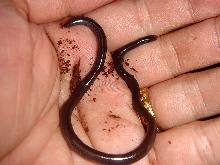 Ramphotyphlops Cumingii-3