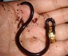 Ramphotyphlops Cumingii-4