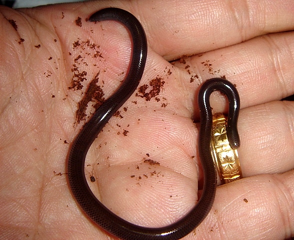 Ramphotyphlops Cumingii-4