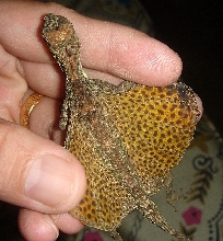 Draco Spilopterus Weigmann-1